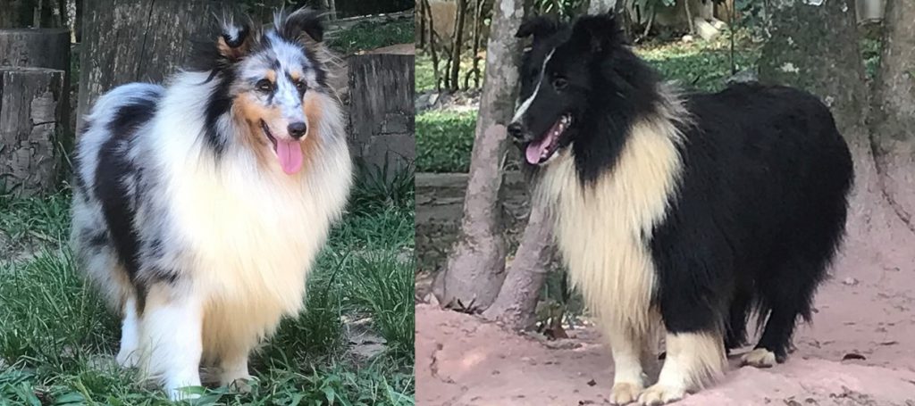 SHELL & SLASH- ENTREGA IMEDIATA – LINDO FILHOTE MACHO BI-BLACK DISPONIVEL- Nascimento 24/04/2018